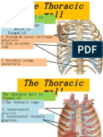 Thorax 1