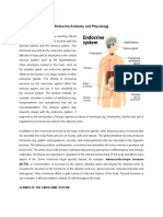 Endocrine Anatomy and Physiology