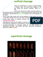 Pattern Formation in Drosophila