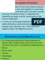Digestive System of Human (Biology)