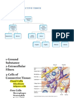 Connective Tissue