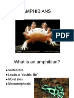 Amphibians