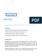 SDS PAGE - Experiment and Report PDF