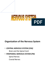 13.1 NEUROone