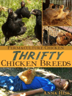 Thrifty Chicken Breeds: Efficient Producers of Eggs and Meat on the Homestead: Permaculture Chicken, #3