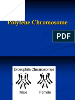 Polytene Chromosome