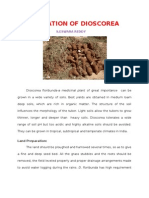 Cultivation of Dioscorea