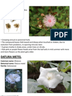 Common Name: Lajwanti Botanical Name: Mimosa Pudica Family: Mimosaceae