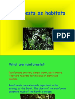 Rainforest Powerpoint