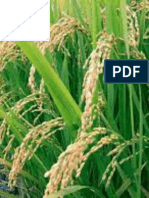 Contribution of Genetic X Temperature Interaction To Performance and Variance of Rice Yield in Indonesia