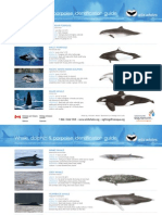 Whale, Dolphin & Porpoise Identification Guide