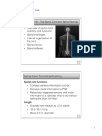 Chapter 8, Part B - The Spinal Cord!