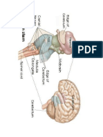 Brain Stem