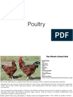 Poultry Breeds