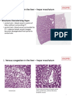 Microscopic Slides Pathology-2