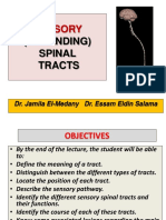 3-Ascending Tracts of Spinal Cord