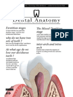 Dental Anatomy - Lecture 2