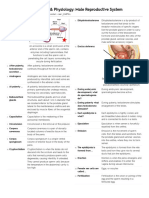 Anatomy & Physiology: Male Reproductive System