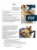 Sheep Heart Dissection: External Anatomy