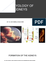 Embryology of The Kidneys