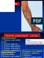 10th Lec Muscles Posterior of Forearm