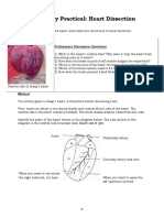 Heart Dissection PDF