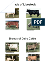 Livestock Breeds