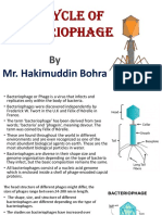Life Cycle of Bacteriophage