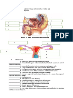 Male and Female Reproductive System Quiz