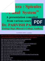 4 Porifera Spicules & Canal System