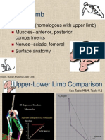 Lower Limb