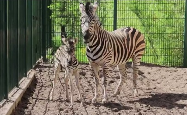 В казанском зоопарке родился жеребенок зебры