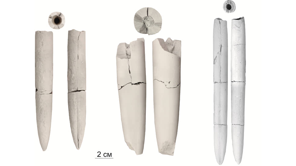 Раннемеловые ростры белемнитов с севера Сибири 