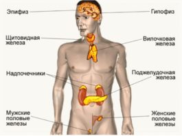 Старение начинается с эндокринной системы!