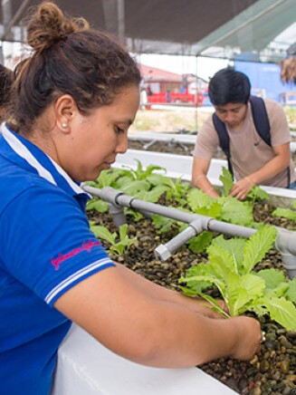 Johnson & Johnson employees at a Peru greenhouse