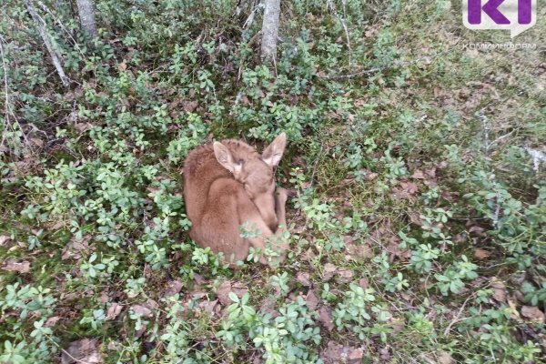 Спасенный участковым в Сыктывдинском районе лосенок погиб