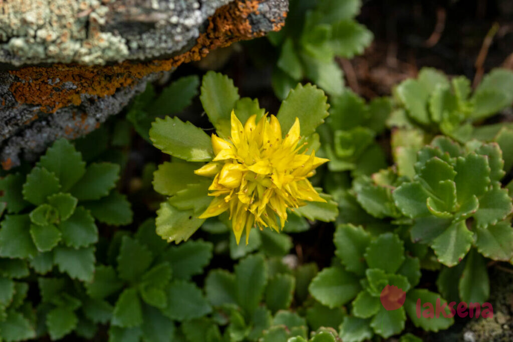 очиток едкий (Sedum acrae).