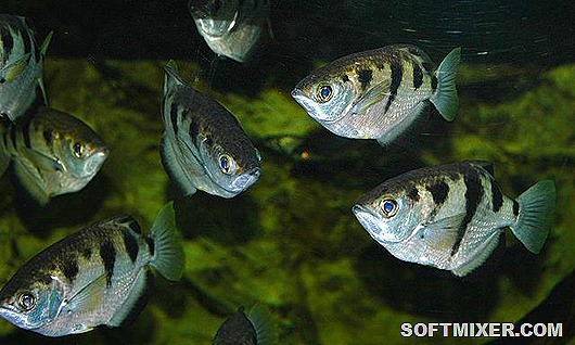 archerfish-care