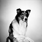 "Lassie" C. 1958 CBS