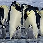 March of the Penguins (2005)