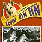 Lee Aaker, James Brown, and Rin Tin Tin II in The Adventures of Rin Tin Tin (1954)