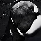 Blackfish (2013)