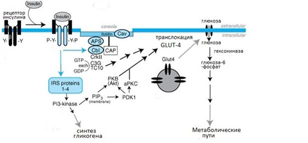 Взаимодействие инсулина