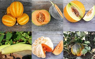 De gauche à droite et de haut en bas : Melon Mango, Petit Gris de Rennes, Boule d’or, Arménien, Délice de la table, Banana di Lentigione. (© Ferme de Sainte-Marthe)