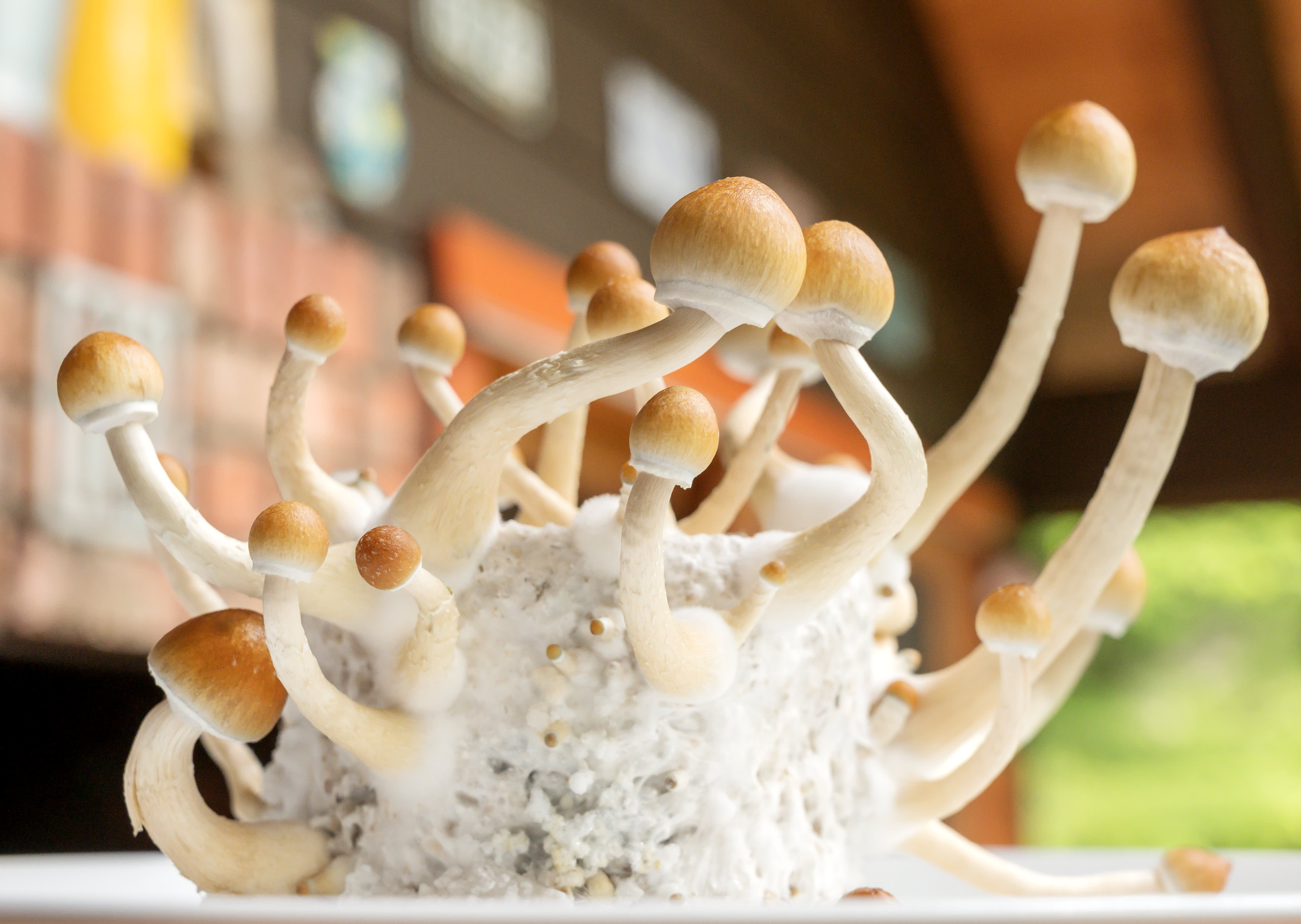 UC San Diego researchers caution against unregulated ‘magic mushrooms'