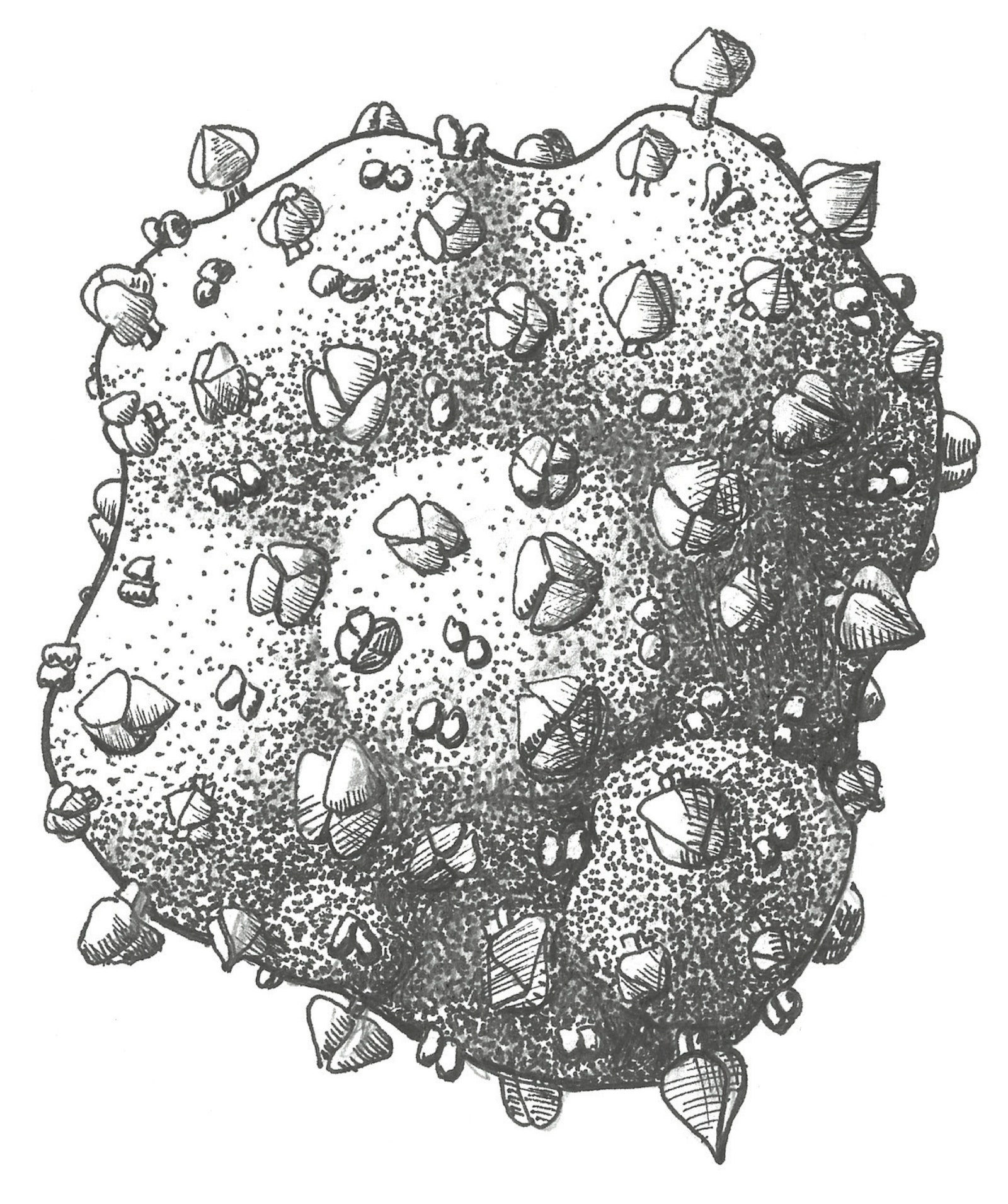 Acholeplasma phage L2 is ubiquitous and freeliving but frequently infects Acholeplasma laidlawii a bacterium that was...