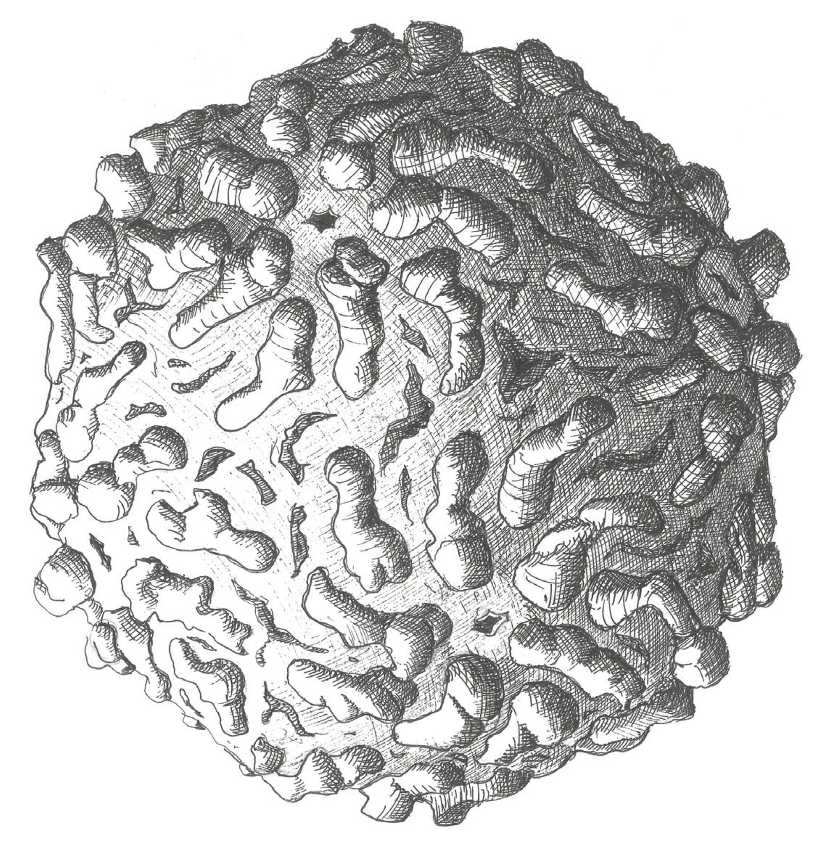 Saccharomyces cerevisiae virus LA infects one of our most useful microorganisms brewers yeast offering it immunity to...