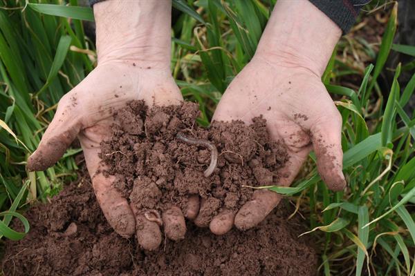 Soil in hands_73690