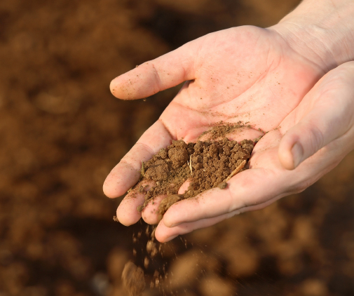 soil and hands
