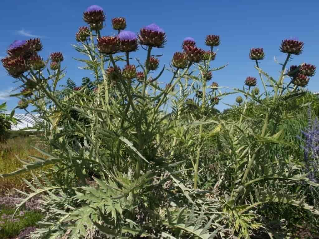 Cynara scolymus